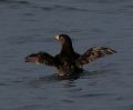 Rhinocerous Auklet